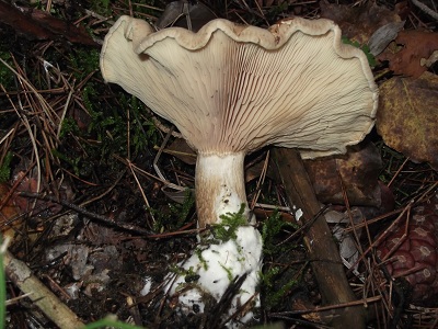 In un bosco di conifere